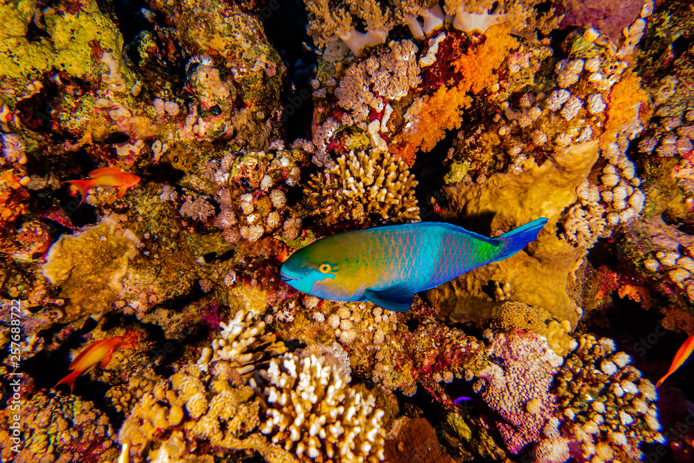Fish swim in the Red Sea, colorful fish, Eilat Israel Fish swim in the Red Sea, colorful fish, Eilat Israel