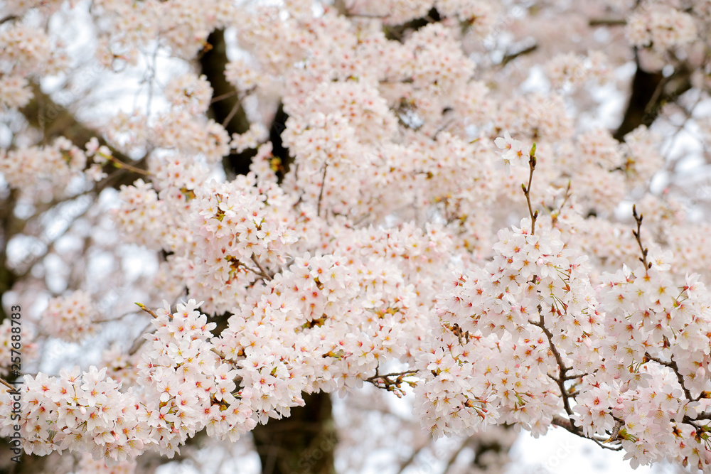 Fototapeta premium 桜の花