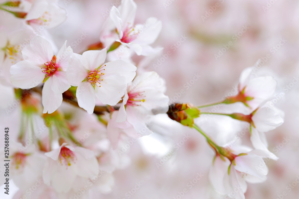 桜の花