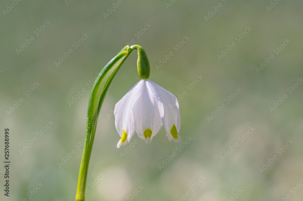 fresh spring blossom flower for easter season fresh spring blossom flower for easter season