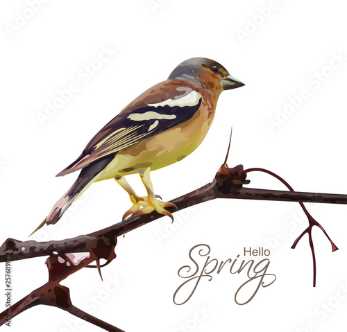 Sparrow on a branch isolated Vector. Spring card. spring moments