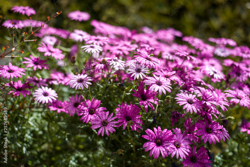 adow of purple daisies after rain adow of purple daisies after rain