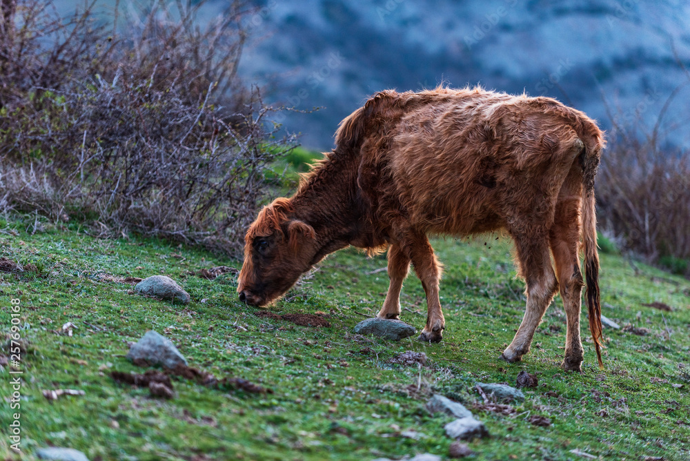 Spring in the mountain, cows in green field. Spring in the mountain, cows in green field.