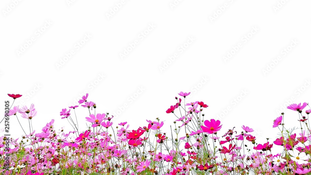 Cosmos flower and green stalk at field, isolated on white background. Cosmos flower and green stalk at field, isolated on white background.