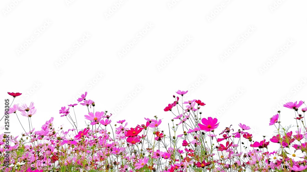 Cosmos flower and green stalk at field, isolated on white background.