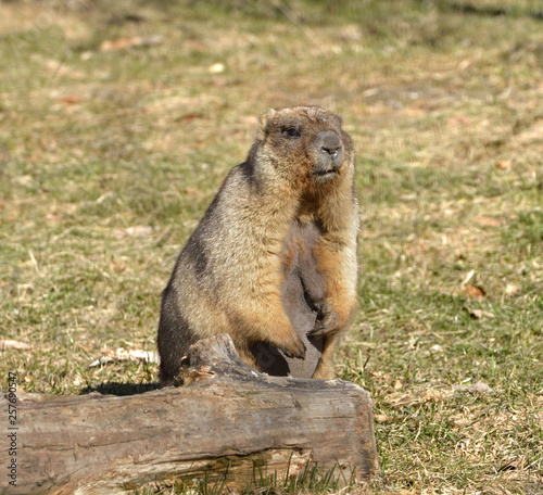 Bobak marmot (Marmota bobak) in spring. Portrait