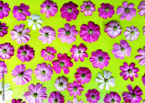Cosmos flower back side on green background.