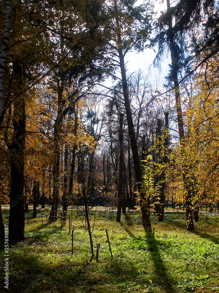 Fototapeta premium trees in the autumn Park on a clear day