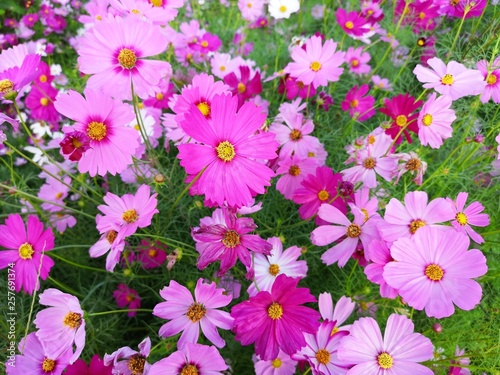 Pink, white and red cosmos flower are bloom at field crop, background.