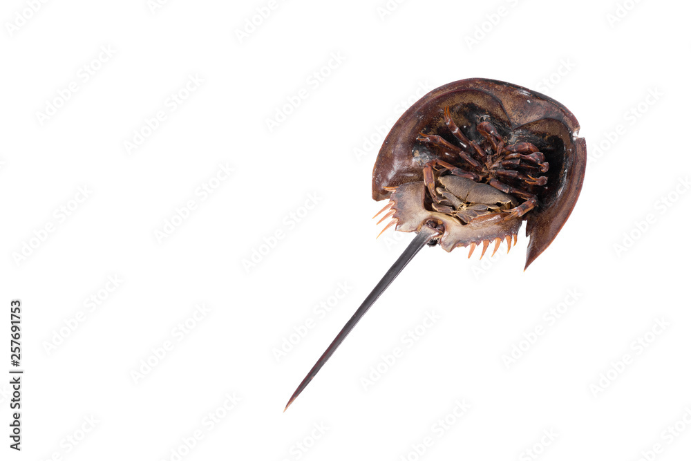 Tachypleus gigas isolated on white background with clipping path , specimen a large marine arthropod , a long tail-spine, and ten legs.