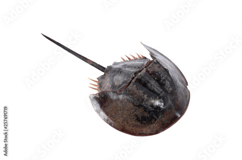 Tachypleus gigas isolated on white background with clipping path , specimen a large marine arthropod , a long tail-spine, and ten legs.