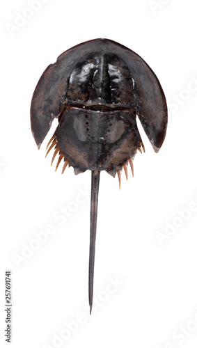 Tachypleus gigas isolated on white background with clipping path , specimen a large marine arthropod , a long tail-spine, and ten legs. photo