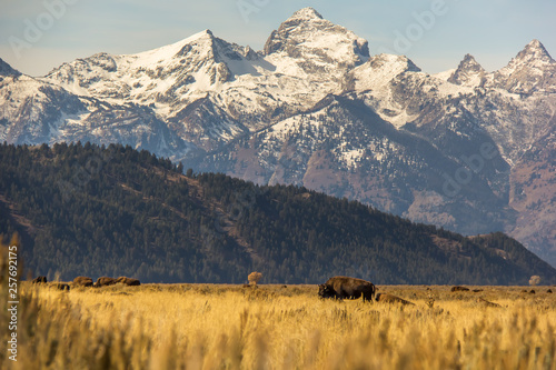 Wild American Bison Herd Grazing Peacefully, Wyoming