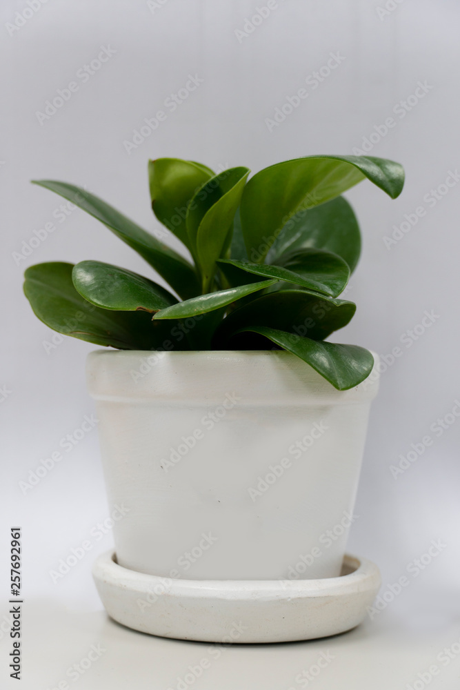 Small green leaves on white pots. Small green leaves on white pots.