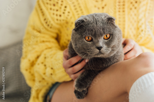Quadro su tela cropped view of young woman in knitted sweater holding cute scottish fold cat at