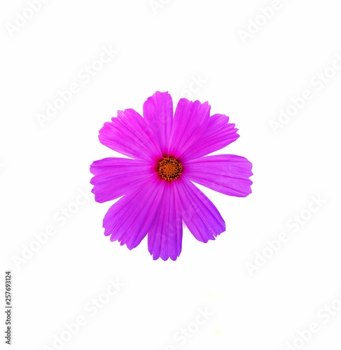 Pink cosmos flower is bloom on white background  close up.