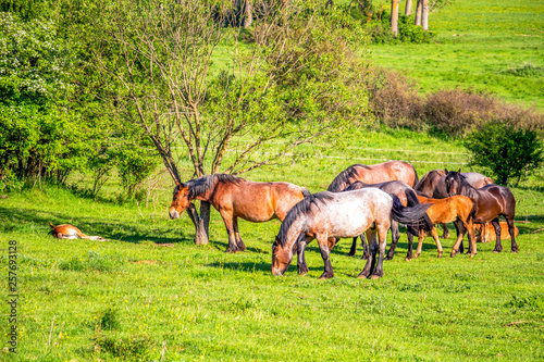 Mares and foals in a Bulgarian meadow on a sunny May day © Stanislava