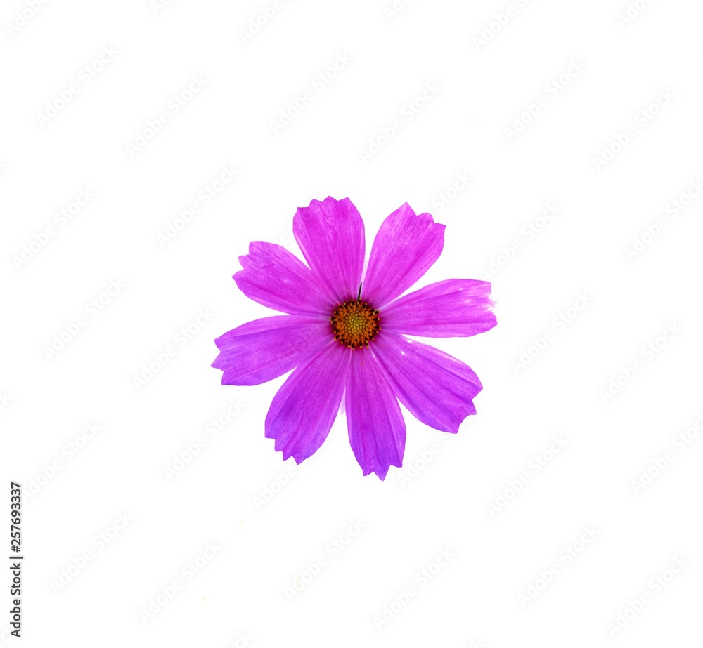 Pink cosmos flower is bloom on white background, close up. Pink cosmos flower is bloom on white background, close up.