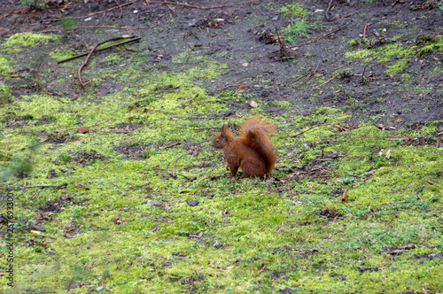 Eichhörnchen