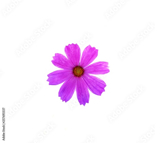 Pink cosmos flower is bloom on white background, close up.