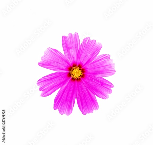 Pink cosmos flower is bloom  isolated on white background.