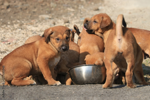 Many brown puppies are competing for food in rice containers.