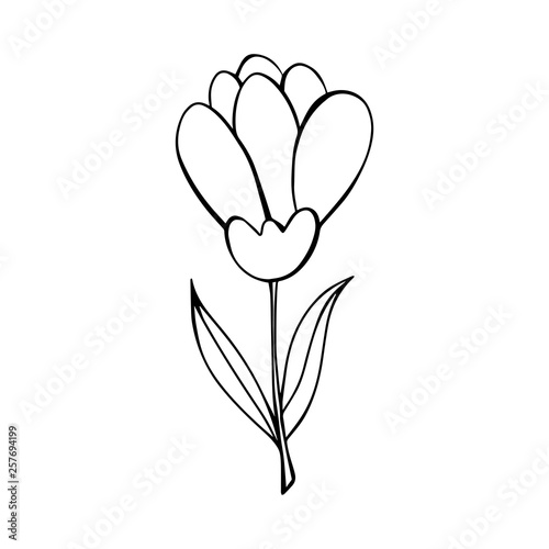 Cartoon style vector doodle illustration of black  white flower. Great design elements for wedding invitation  sticker  card  print  poster. Drawing isolated on background. Botany simple illustration