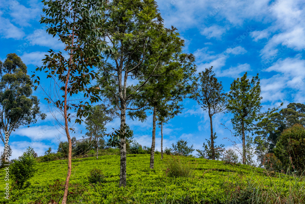 Nuwara Eliya, Sri Lanka