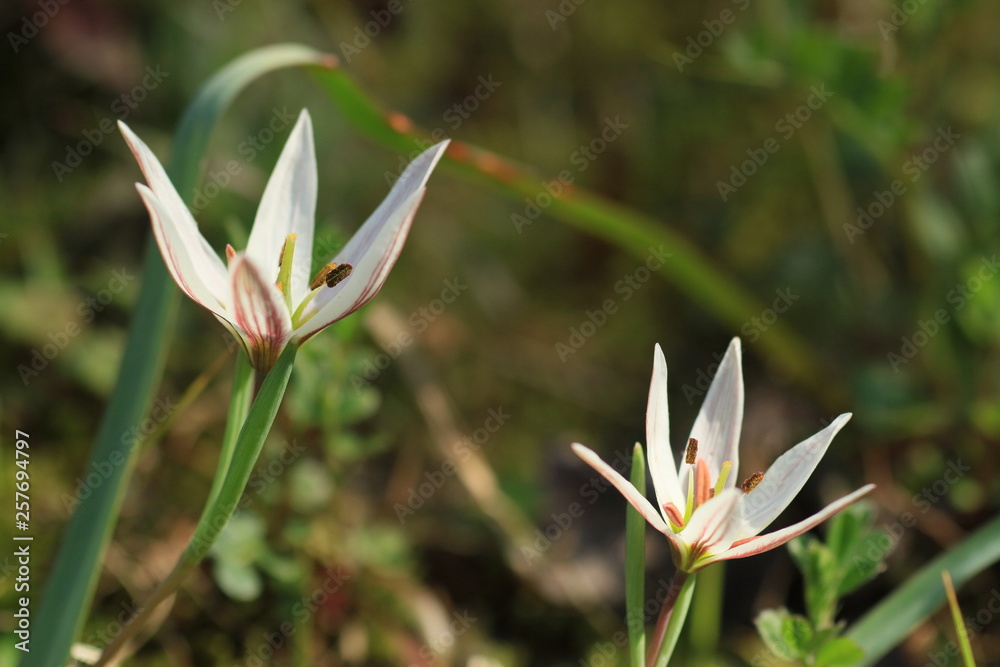 Obraz premium アマナ