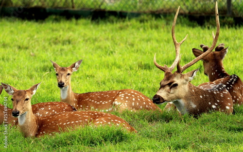 Wildlife, Sri Lanka