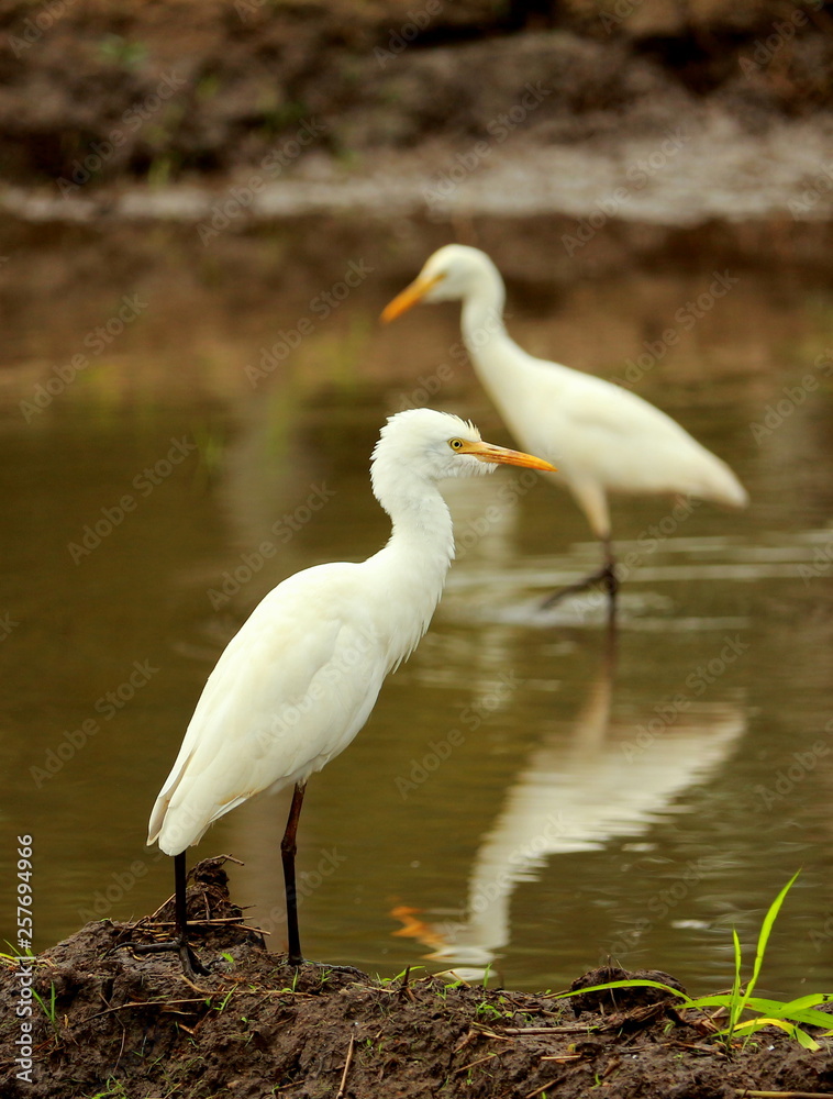 Wildlife, Sri Lanka Wildlife, Sri Lanka