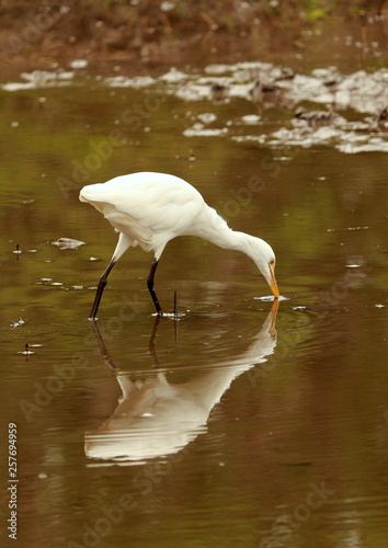 Wildlife, Sri Lanka