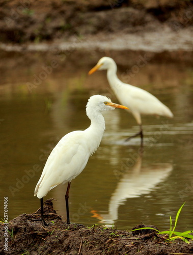 Wildlife, Sri Lanka