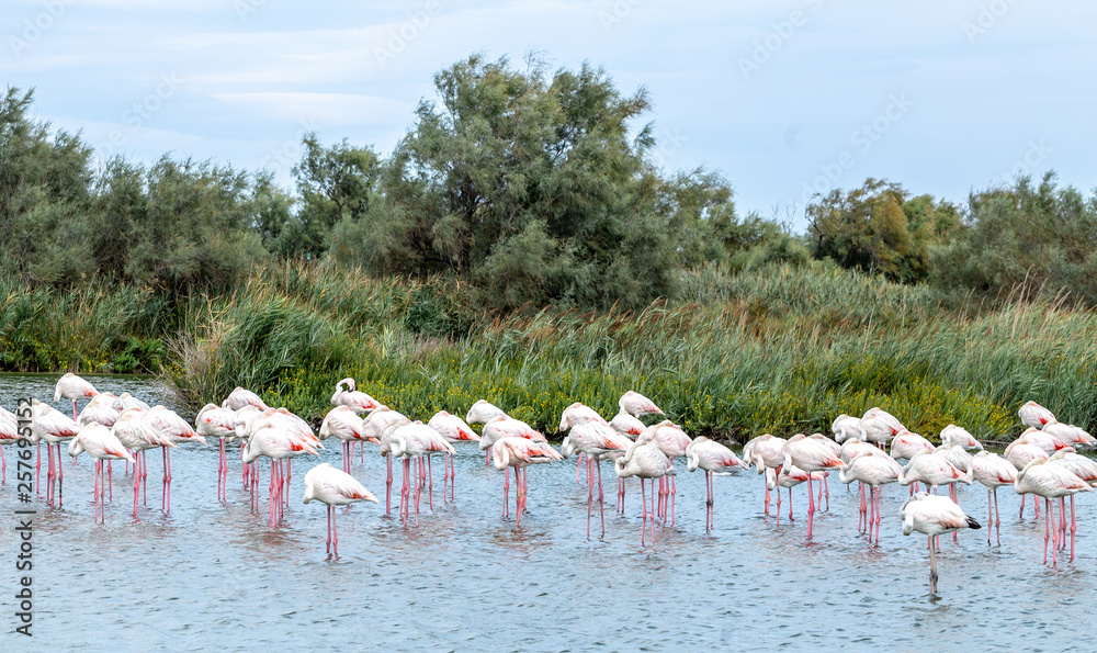 Flamingo. Birds. Lake. Nature. Park. France