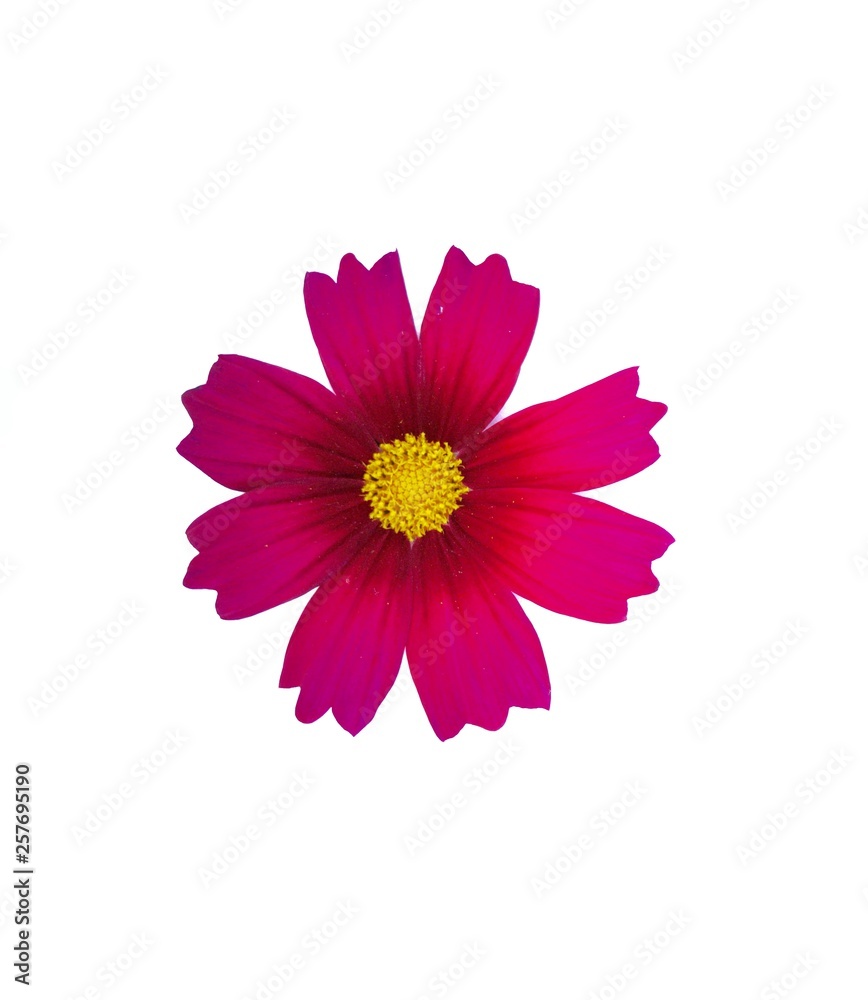 Red cosmos flower isolated on white background.