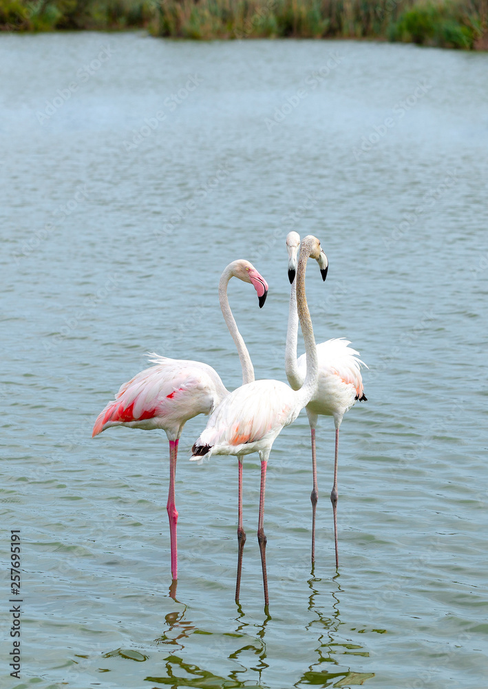 Flamingo. Lake. Nature. Park. Birds. France