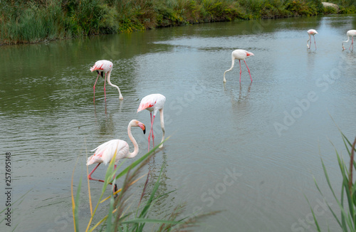 Flamingo. Birds. Nature. Park. Lake. France