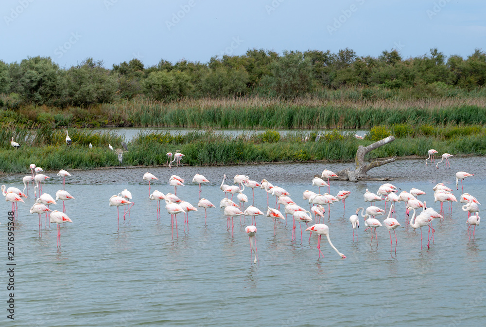 Fototapeta premium Flamingo. Nature. Park. Birds. Lake. France