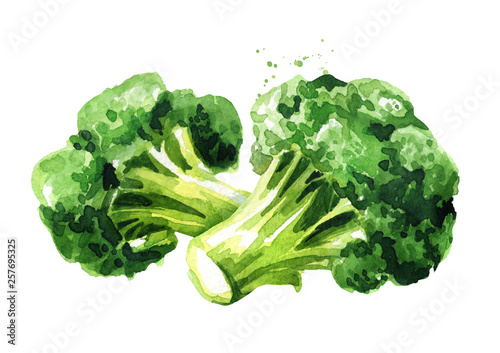 Fresh broccoli, Hand drawn watercolor illustration, isolated on white background