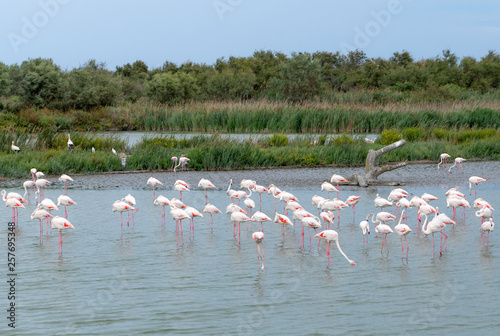 Flamingo. Nature. Park. Birds. Lake. France