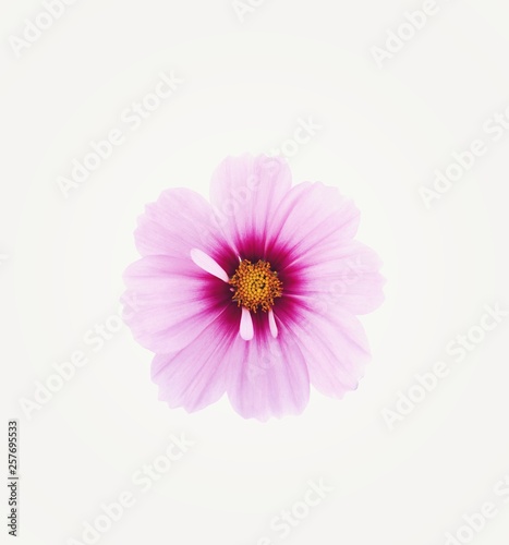 Pink cosmos flower is bloom  isolated on white background.