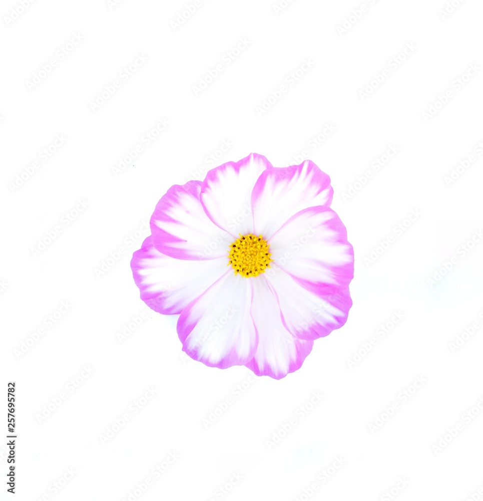 Pink and white cosmos flower. Pink and white cosmos flower.