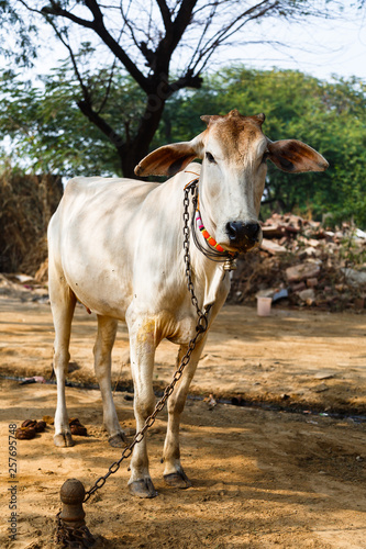 Cow sacred animal in india © Igor Zhorov