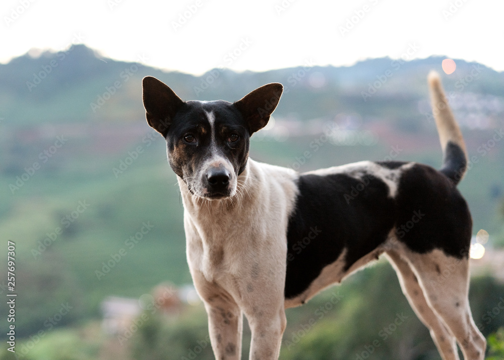 dog in the mountains of Thailand