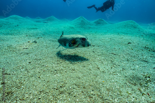 Arothron fish in the Red Sea Colorful and beautiful  Eilat Israel
