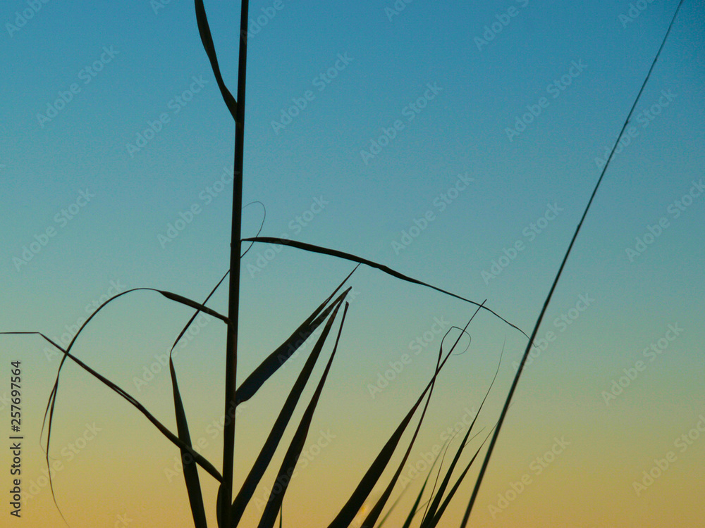 Obraz premium silueta de planta