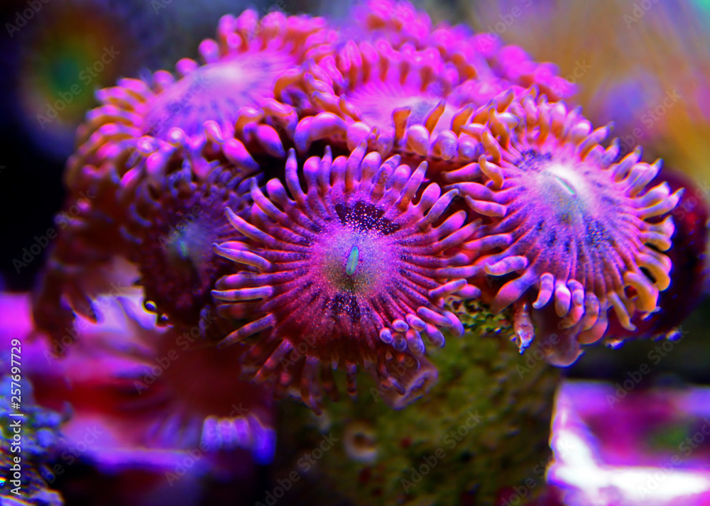 Macro shot on rose pink Stardust zoanthus polyps colony Macro shot on rose pink Stardust zoanthus polyps colony