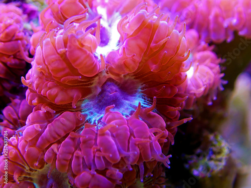 Pink Blastomussa LPS Coral, - (Blastomussa merletti) photo