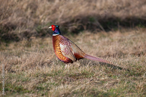 Pheasant in the Grass