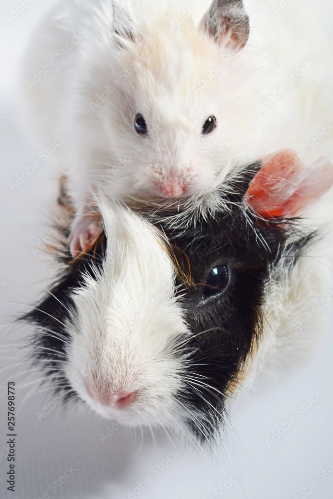 Three colors Guinea pig and white Syrian hamster on white background . Three colors Guinea pig and white Syrian hamster on white background .